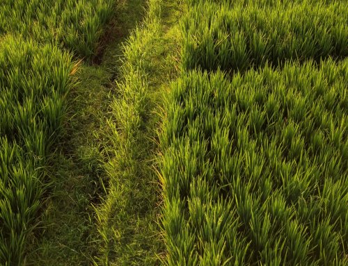 Reduzir as emissões de gases de estufa em arrozais através da água e da mobilização