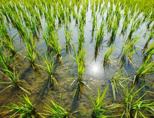 Melhoramento e produção sustentável de arroz