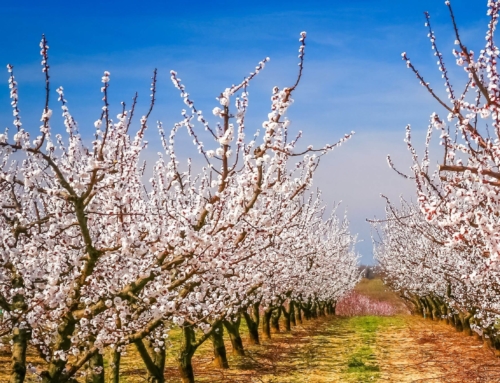 Sensores e índices para rega eficiente de cerejeiras
