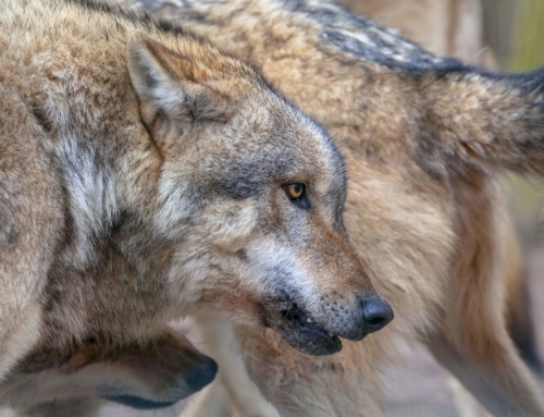 Biodiversidade, produção animal e… o lobo